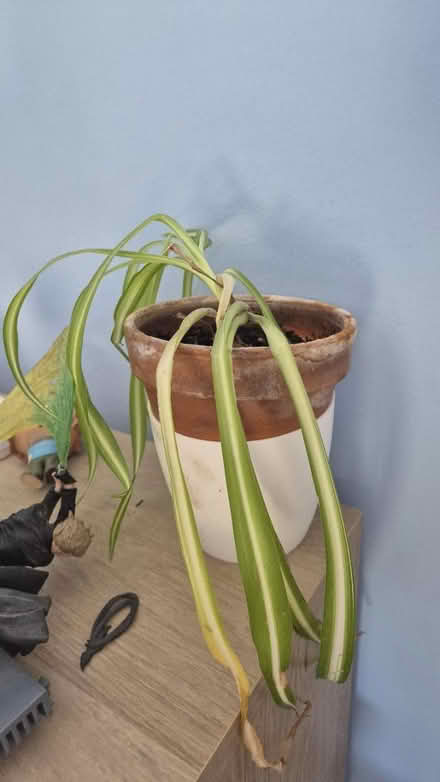 Photo of free Spider plant (Downham BR1) #1