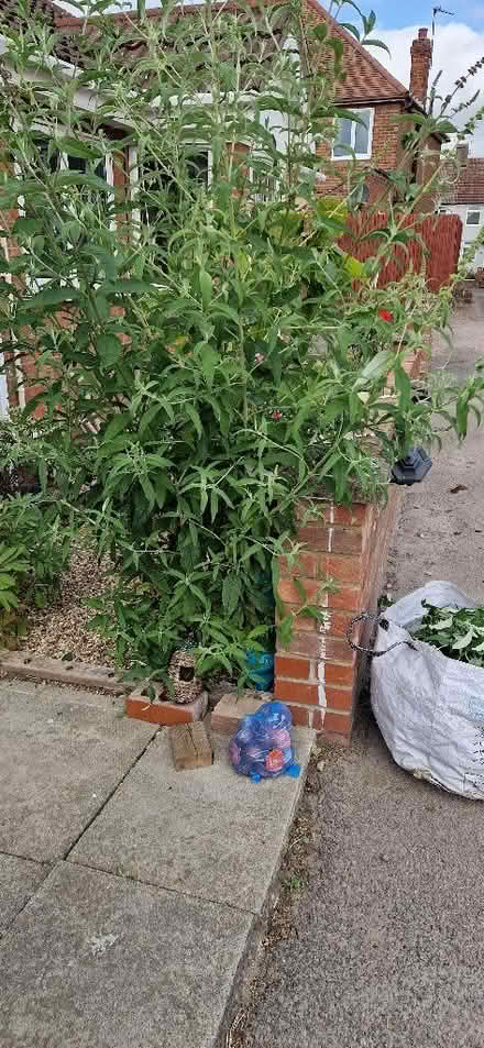 Photo of free Butterfly bush (New Town CO4) #1