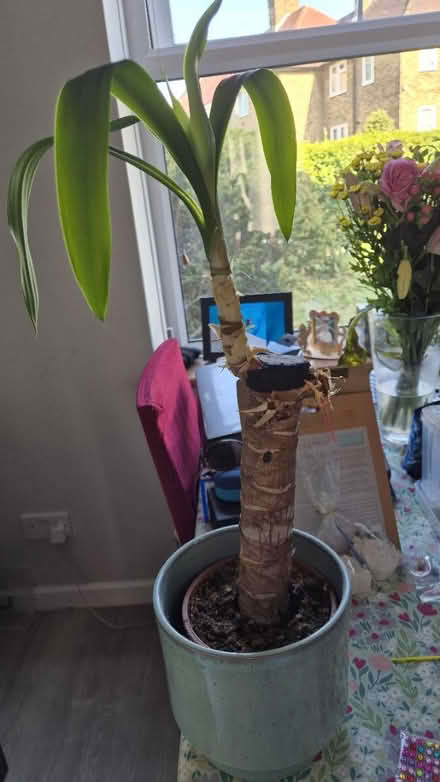 Photo of free Yucca plant (Downham BR1) #1