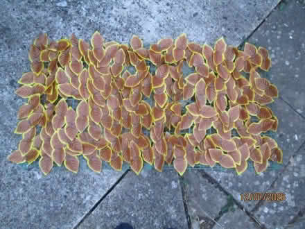 Photo of free Camouflage for fencing (Hitchin SG4) #1