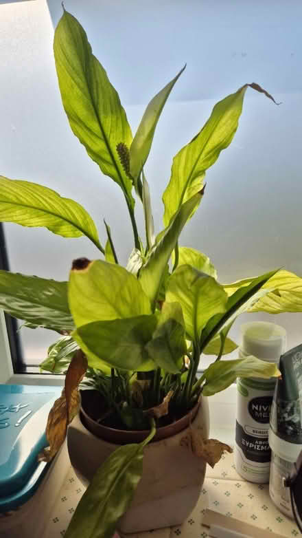 Photo of free Peace lilly (Downham BR1) #1