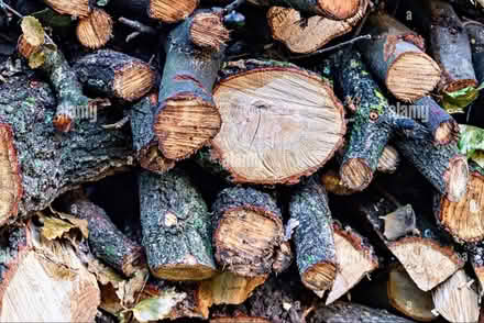 Photo of free Oak tree wood (Crockerton, BA12) #1