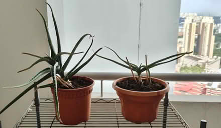 Photo of free Aloe vera plants (Henderson Road) #1