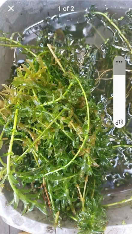 Photo of free Oxygenating pond plant (St Austell PL25) #2