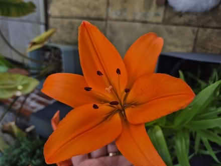 Photo of free Lily bulbs (Tytherington SK10) #1