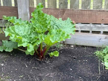 Photo of rhubarb (Drum Brae EH4) #1
