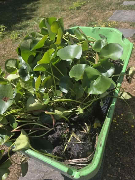 Photo of free Water Lily plant (Letchworth) #1