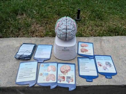 Photo of free Brain model (Eastchester, NY) #1