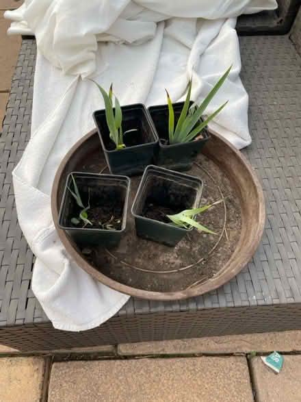 Photo of free 4 pots of this plant (Welling DA16) #1