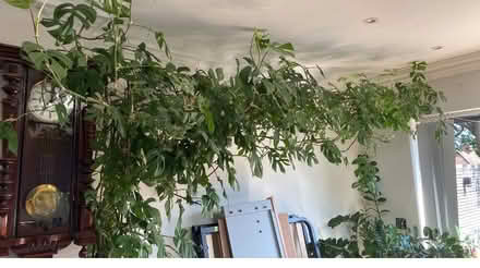 Photo of free Big monstera plant (Hanwell W7) #2