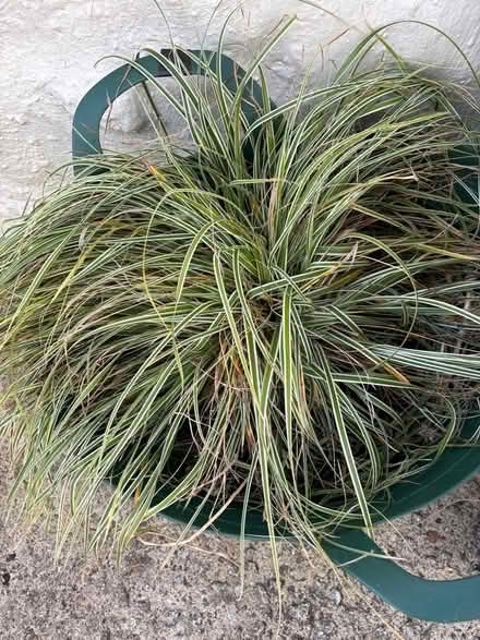 Photo of free Large Carex ornithopoda plant (Hayle TR27) #1