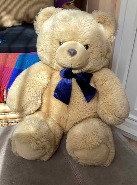 Photo of free Teddy Bear (Southsea) #1
