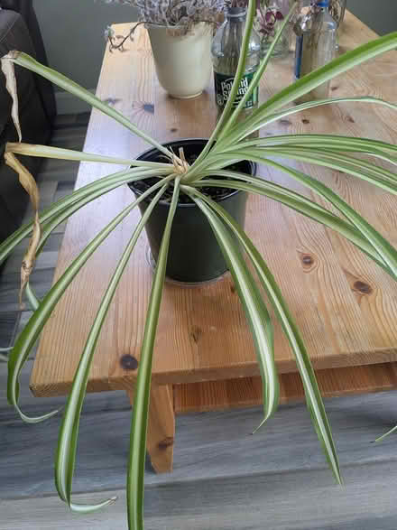 Photo of free Plants and Garden stuff (Revere) #2