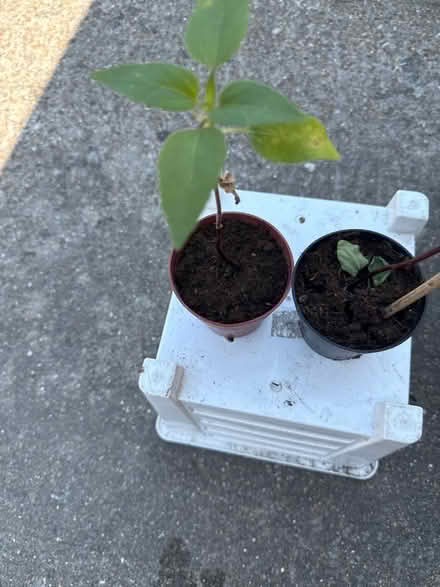 Photo of free Sunflower saplings (Norbury CR7) #1