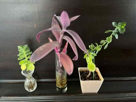 Photo of free House plants (Ridley Park) #1