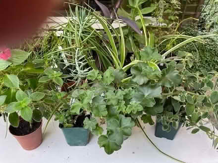Photo of free Plants (Tunbridge Wells N. TN4) #1