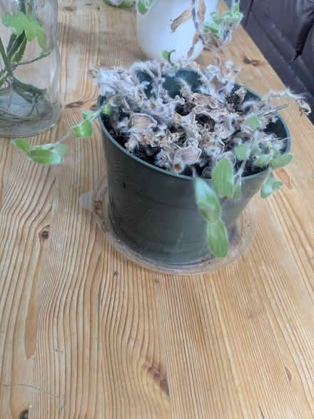 Photo of free Plants and Garden stuff (Revere) #1
