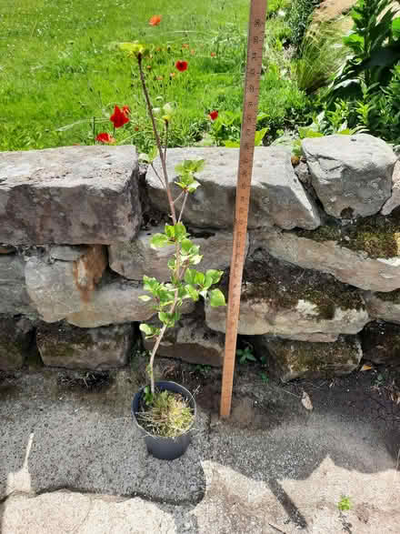 Photo of free Pine tree and Balsam Poplar (Halton LA2) #2