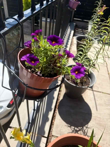 Photo of free Pot Hangers (Sowerby HX6) #1