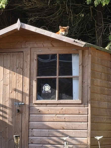 Photo of free Shed (Horsham RH12) #1