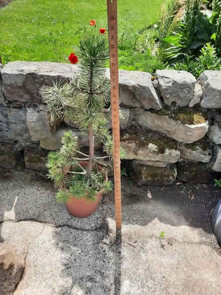 Photo of free Pine tree and Balsam Poplar (Halton LA2) #1