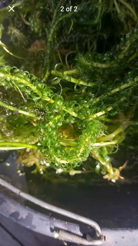 Photo of free Oxygenating pond plant (St Austell PL25) #1