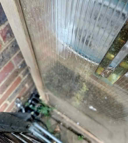 Photo of free small Aldi greenhouse (Ringmer BN8) #3