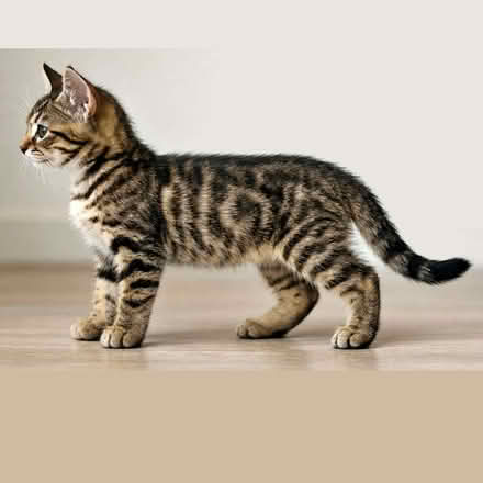 Photo of a kitten (Bellevue EH7) #1