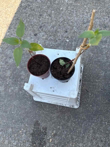 Photo of free Sunflower saplings (Norbury CR7) #2