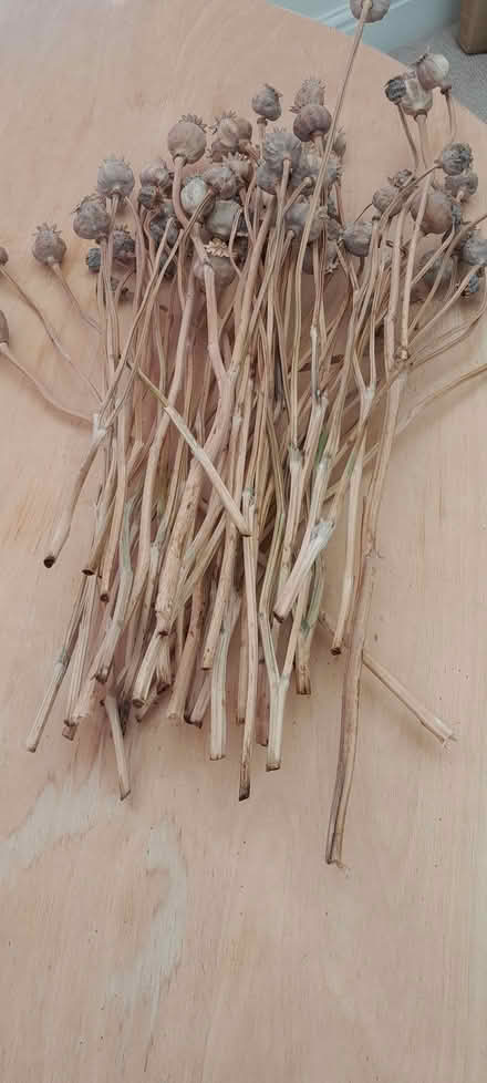 Photo of free Dried ornamental Poppy heads (Thrupp GL5) #1