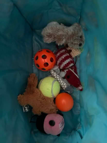 Photo of free Cat toys (RG30, Reading West) #1