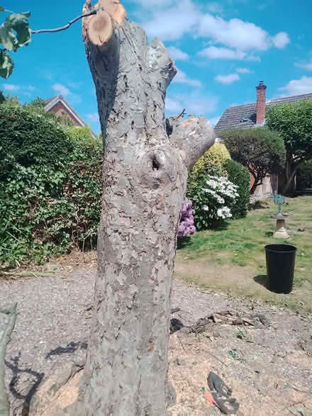 Photo of free Apple tree trunk free to any one that wants to cut it down (Cross Lanes LL13) #1