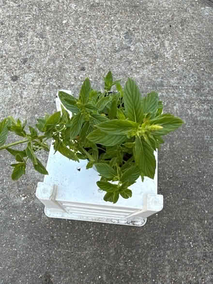 Photo of free Mint plant (Norbury CR7) #2