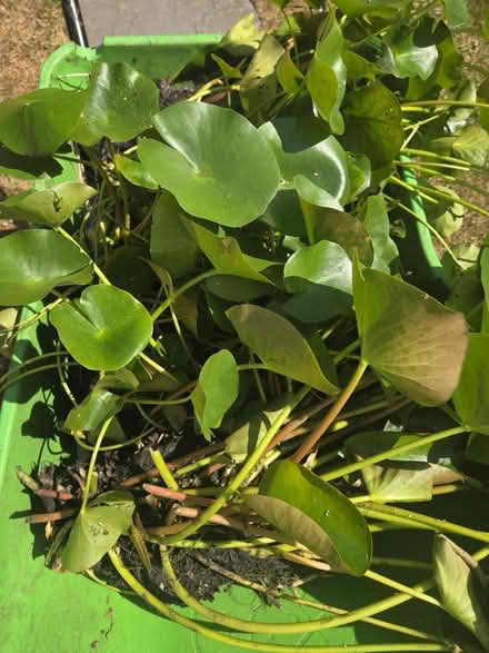 Photo of free Water Lily plant (Letchworth) #2