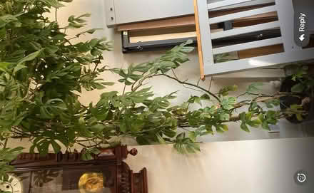 Photo of free Big monstera plant (Hanwell W7) #1
