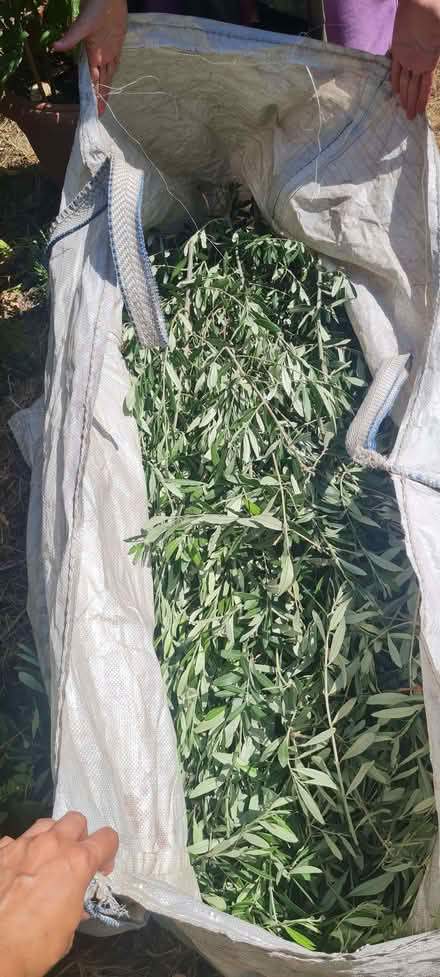 Photo of free A big bag of olive branches (Edmonton N9) #1