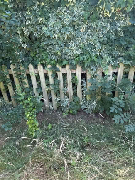 Photo of free Garden fence (Loughton IG10) #1