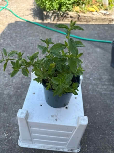 Photo of free Mint plant (Norbury CR7) #1