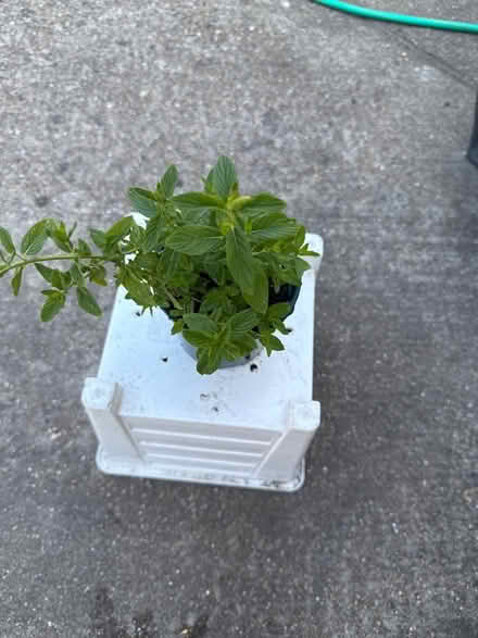 Photo of free Mint plant (Norbury CR7) #3
