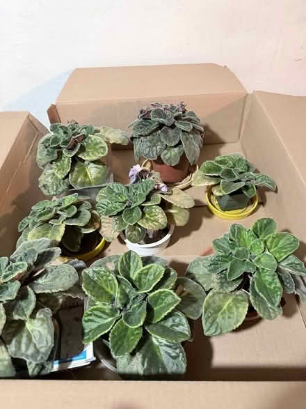 Photo of free African violets (near Gage Pk, Hamilton) #1