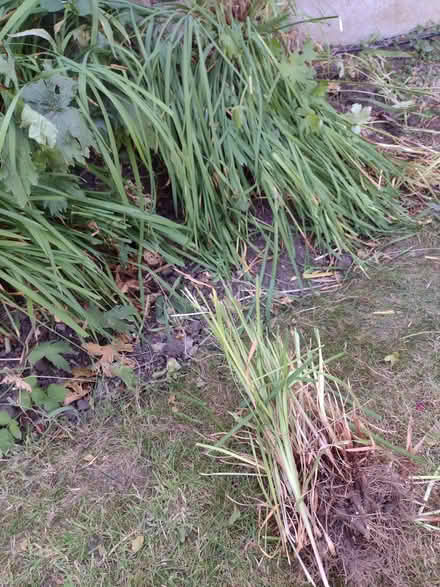 Photo of free Iris plant (clumps of plant - blue flowers) (Yew Tree WS5) #1