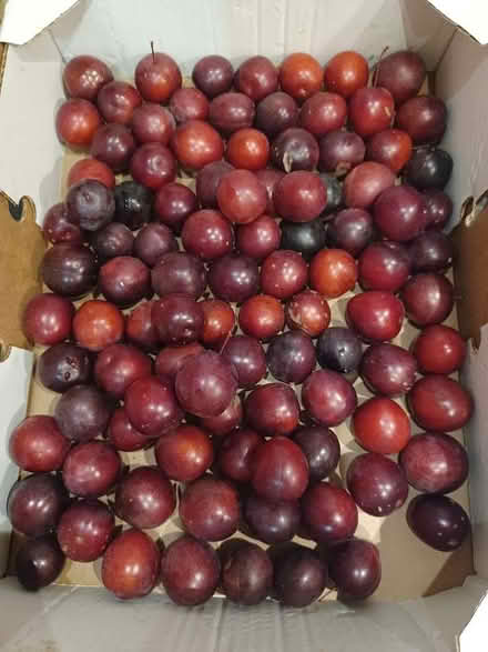 Photo of free Plums (New Catton NR3) #1