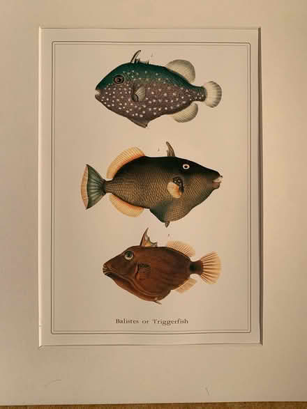 Photo of free 2 x Prints of Fish (Altrincham, WA15) #1