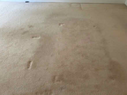 Photo of free Large cream lounge carpet (Ecclesall S11) #2