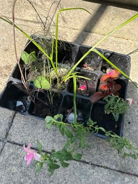 Photo of free Outdoor plants (CO4 9 Colchester) #1