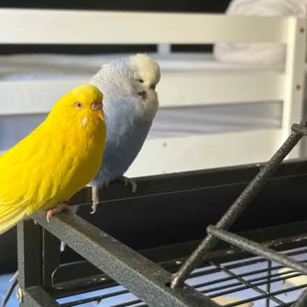 Photo of free budgies a pair (West Yorkshire WF13) #1