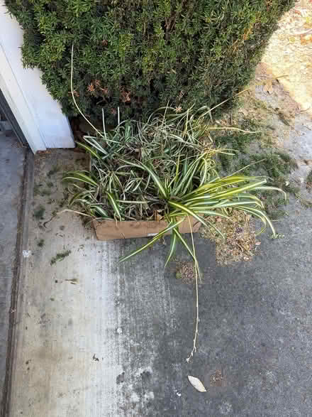 Photo of free Spider plants (Dilworth - west San Jose) #1