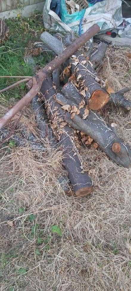 Photo of free Cherry Tree Wood (Nunhead SE15) #3