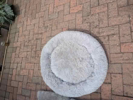 Photo of free Dog /cat house (Dogsthorpe PE1) #4
