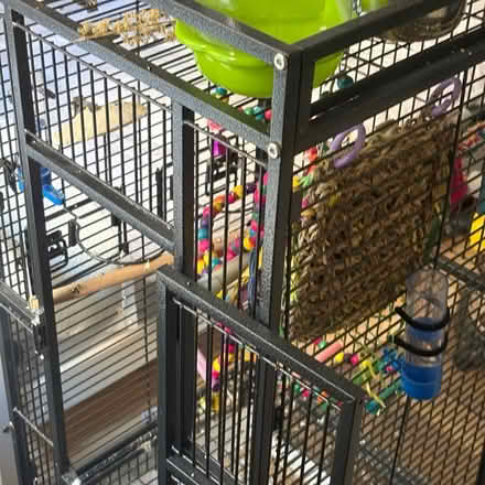 Photo of free Pair of Budgies Harry and Bow (Dewsbury WF13) #2